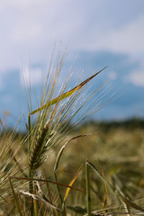 barley field in summer