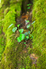 Green moss at the forest