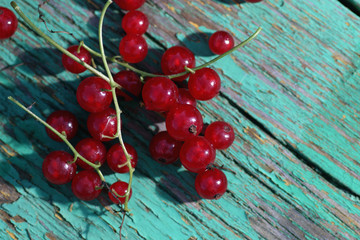 scattering of red currants