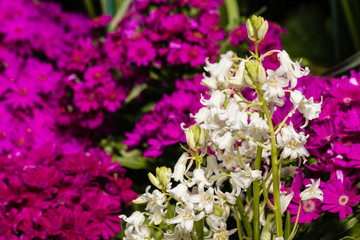 Obraz premium white bluebells with purple primula flowers