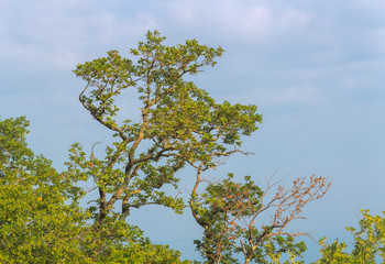Fototapeta premium Young oak green tree