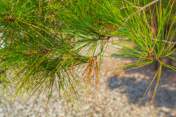 Pine tree needles close up view