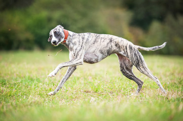 Funny whippet dog playing with a grass