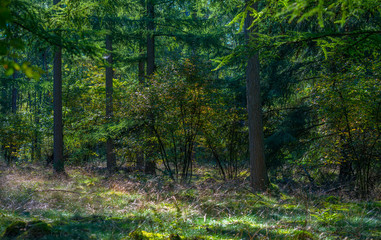 Foliage of  a sunny forest in autumn