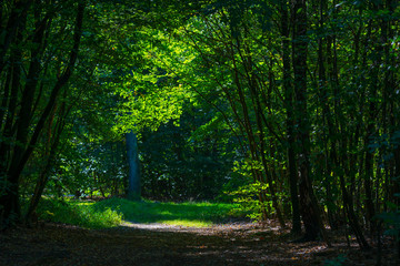 Obraz premium Footpath through a sunny forest in autumn