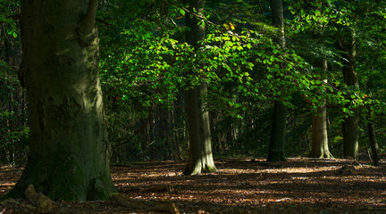 Foliage of  a sunny forest in autumn