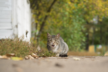 Кошка зевает. Кошка сидит на тропинке в парке. Осень. Кошка сонная