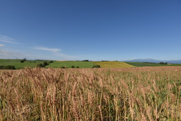 北海道の大地