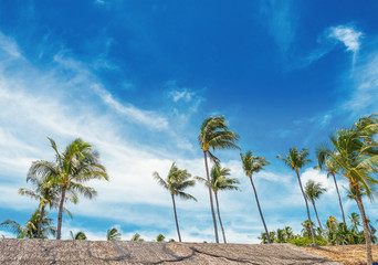 Fototapeta na wymiar many coconut palm trees on blue sky