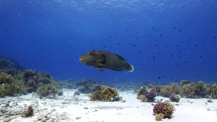 Napoleon fish in seascape