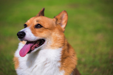 Welsh Corgi Pembroke dog
