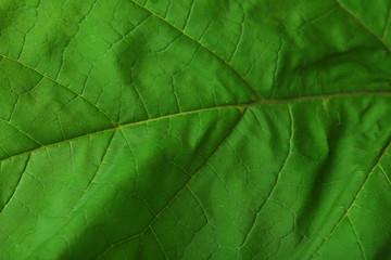 Obraz na płótnie Canvas Fresh green leaf, close up