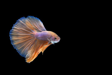 betta