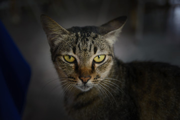 Fototapeta premium Bliska twarz kota tajskiego