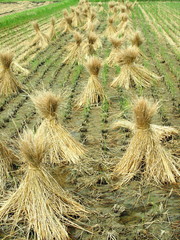 藁塚のある田んぼ