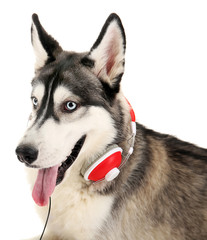 Beautiful huskies dog with headphones isolated on white