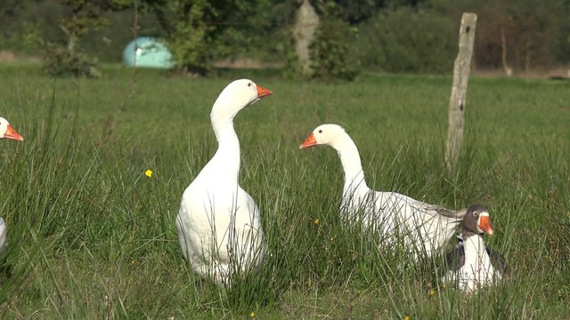 White geese on meadow