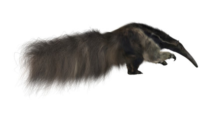 Obraz premium Giant Anteater