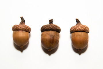 Three acorns with hats on over white