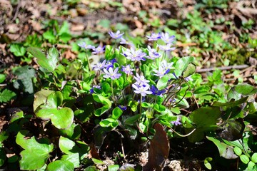 A bush of wild violet flowers in nature