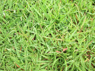 Fresh green grass with water drops