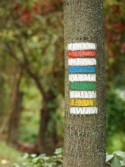 Yellow, green, red and blue tourist signs  drawn on an ash tree trunk in the czech countryside.