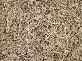 hay dry grass background