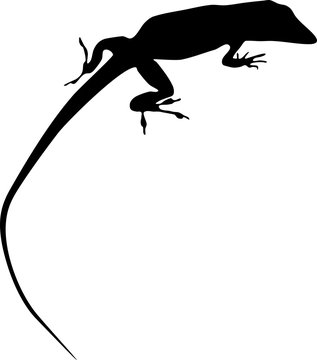 Silhouette of Anolis