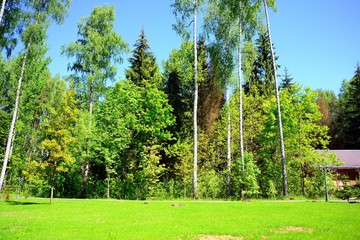 Obraz premium Beautiful green forest in summer on the sunny day