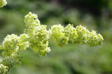 White rhubarb flower blossom in the garden