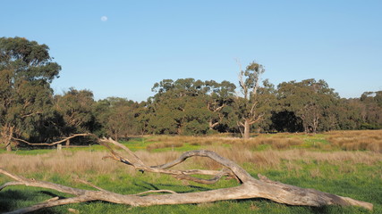 Moon over a fallen tree at a vacated farmland paddock surrounded by bush land under blue sky countryside Victoria, Australia 2015 - 92573166