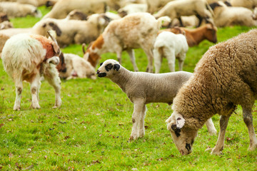 Many sheep pasture in the green meadow 