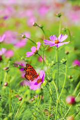 コスモスの花と蝶 