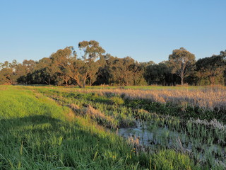Creek through bush and wetland in the late afternoon sun, Victoria, Australia 2015 - 92573536