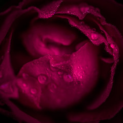 Red rose with drops of dew