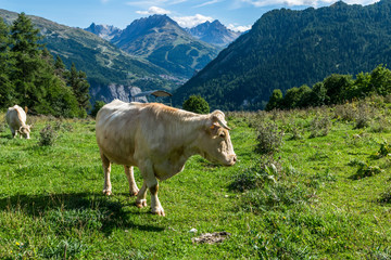 Fototapeta na wymiar Vache dans alpage