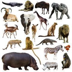 Set of hippopotamus and other African animals. Isolated