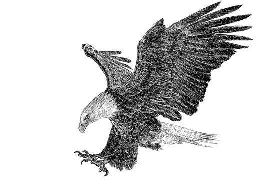 Bald eagle flying swoop draw monochrome on white background.