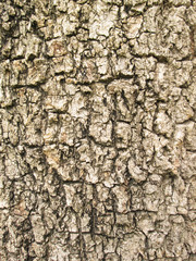 Old Wood Tree Texture Background Pattern