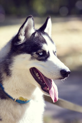 Siberian Husky closeup portrait in autumn park