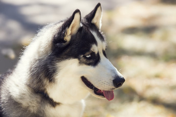 Siberian Husky closeup portrait in autumn park