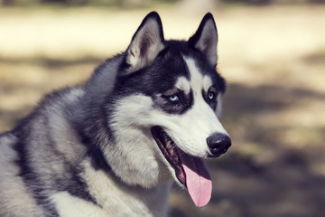 Siberian Husky closeup portrait in autumn park