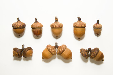 Many acorns with hats on over white © zheltobriukh