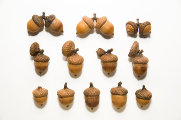 Many acorns with hats on over white