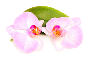 Fototapeta na wymiar Orchid flowers close up isolated.