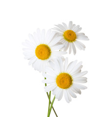 Three Chamomiles isolated on white background
