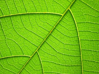 pattern of green teak leaf