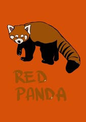 Red Panda