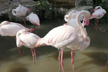phoenicopterus ruber flamingo