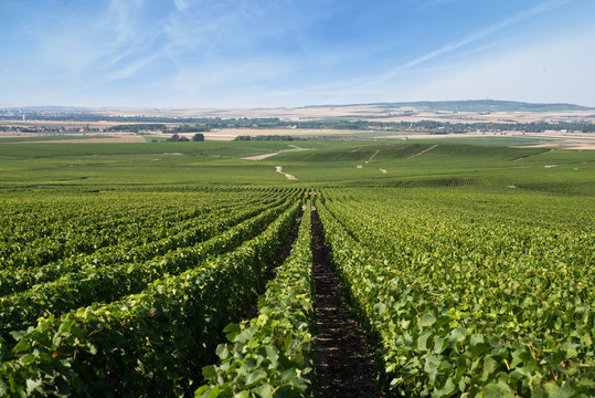 vineyards of Montagne de Reims, Champagne region